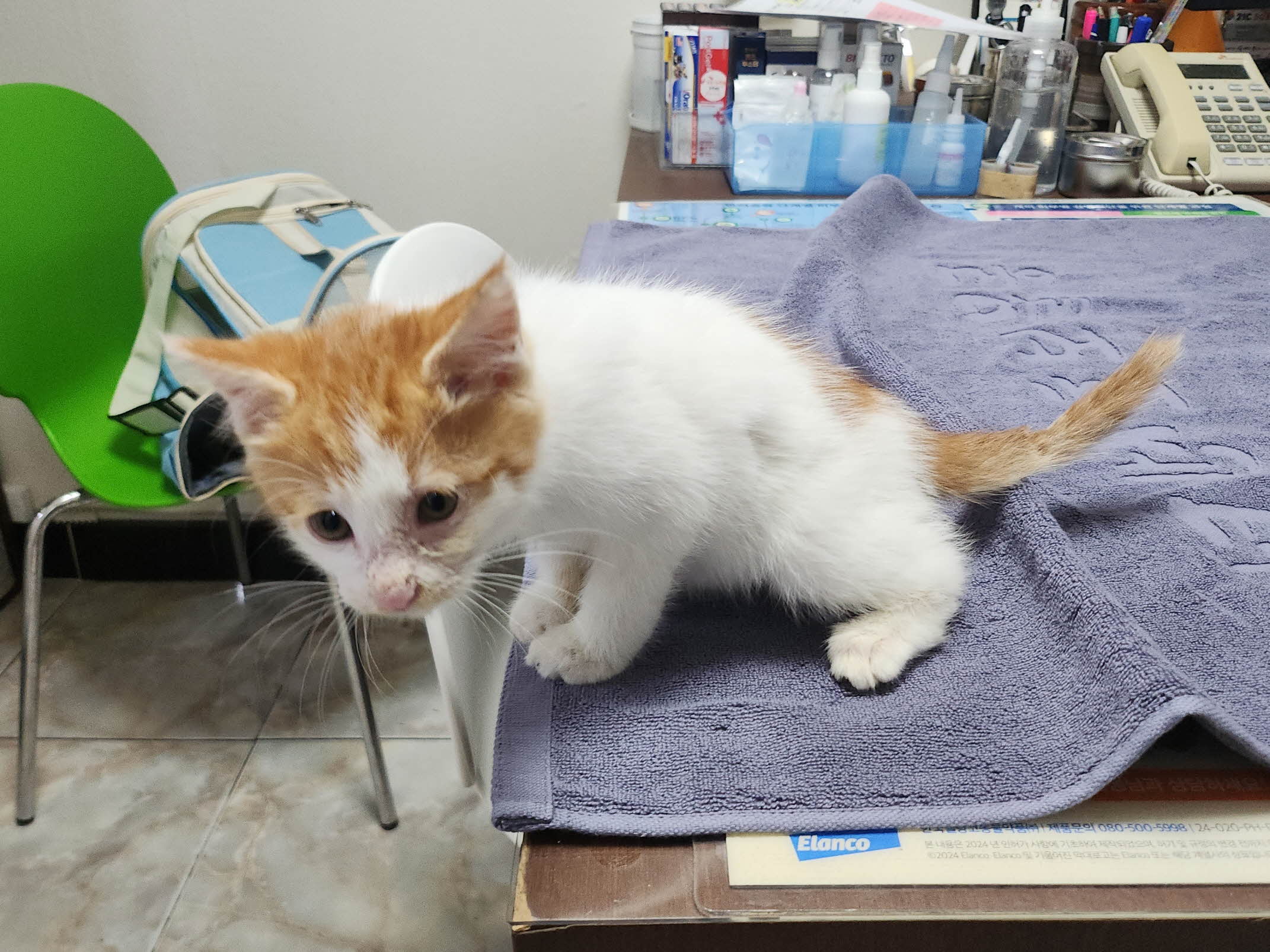 보호중 한국 고양이…